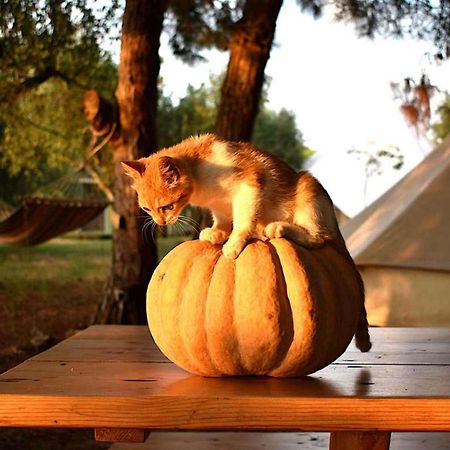 Glamping At A Lovely Tent In Skiaxtro- Marathopoli Villa Exteriör bild