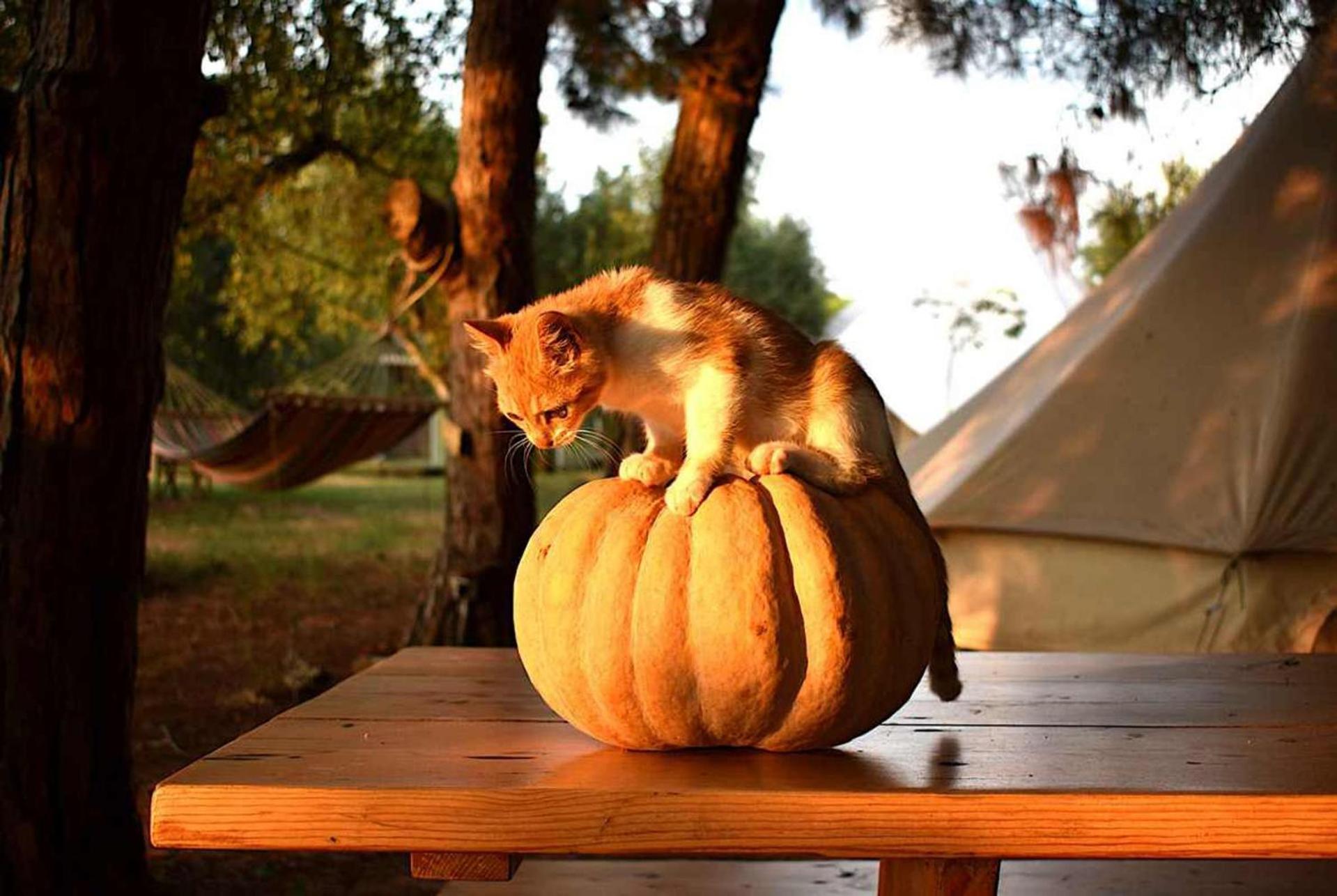 Glamping At A Lovely Tent In Skiaxtro- Marathopoli Villa Exteriör bild